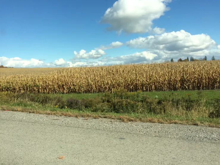 一望無際的玉米田