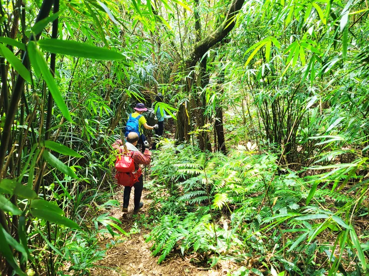 ▲過了紅淡山之後，開始進入原始泥土步道，路徑狹窄林密，盛夏期間來走，有點悶熱，不是很好的時段。