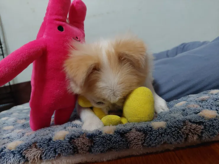 我的最愛。(變形的)黃色小馬