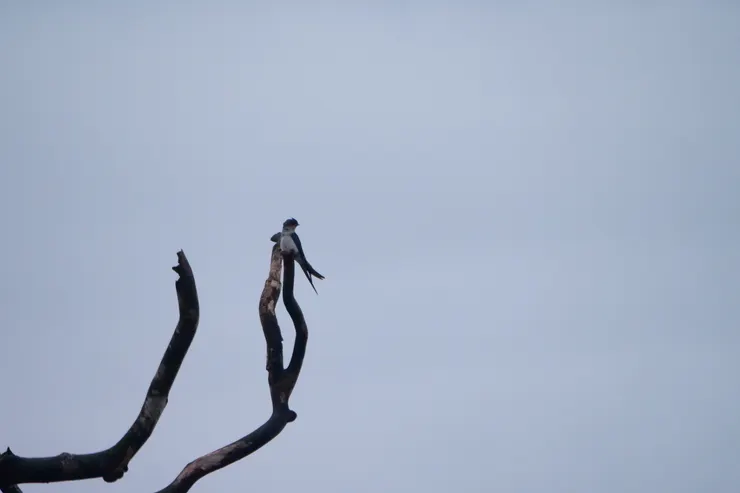 Crested Tree Swift
