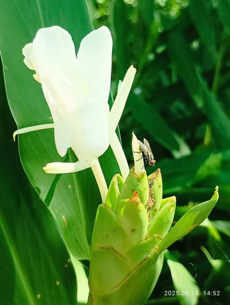 耳聞趣，蒼蠅薑花，相伴聊欣愉，自拍攝