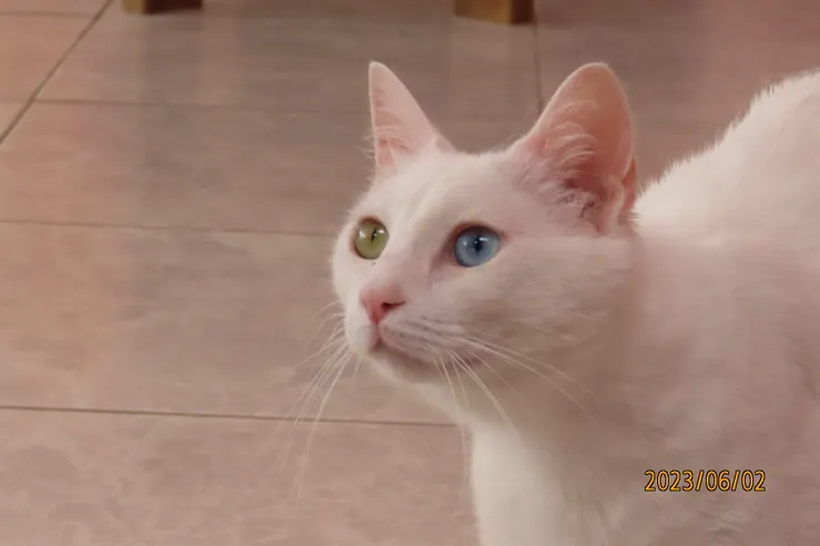 圖六: 牠的右眼是琥珀色，左眼是藍色的。