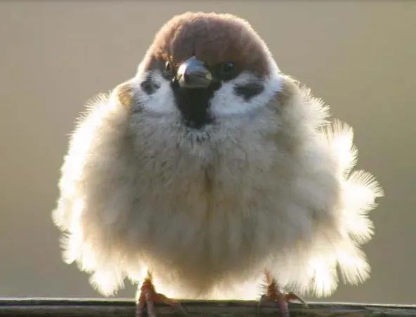 冬天的麻雀，圓滾滾超可愛
