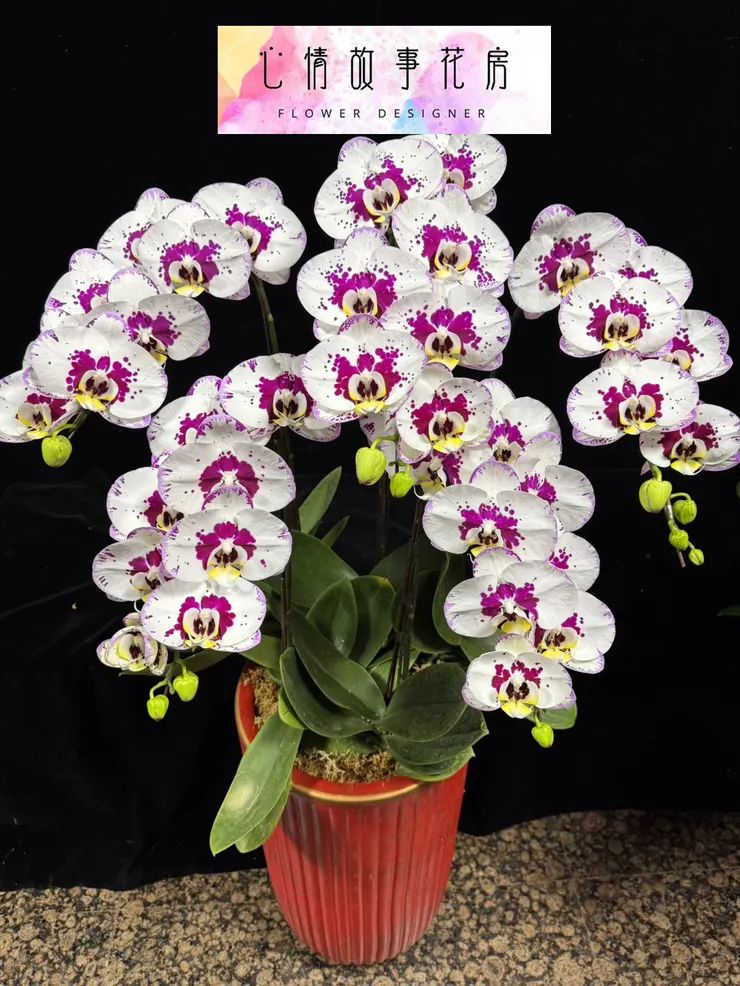 台南少數使用「出口等級蘭花」的花店｜重要場合送禮，一定要知道心情故事花房