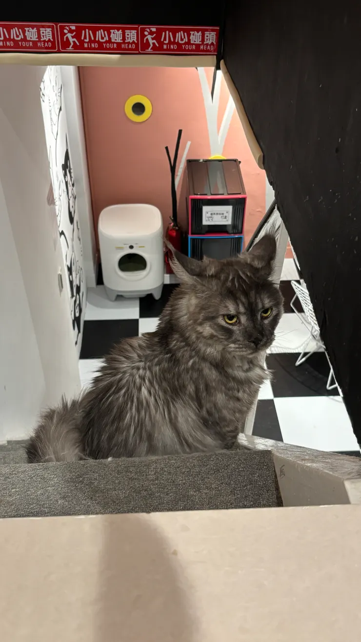 喵喵有約｜擋路虎