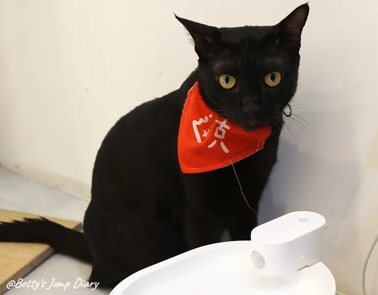 ▲踏踏咖啡-貓咪/圖片來源：Betty's Jump Diary