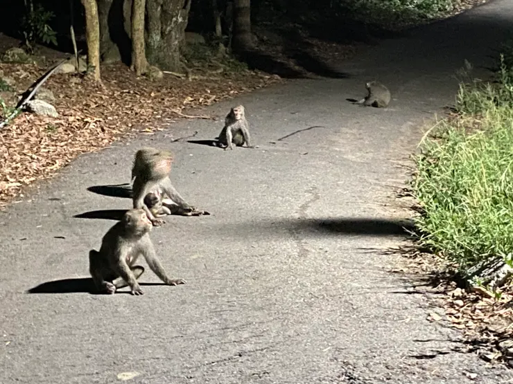 某天爸爸帶孩子們去露營區夜遊看到的猴子，跟我們很像，有開家族會議的感覺（笑）