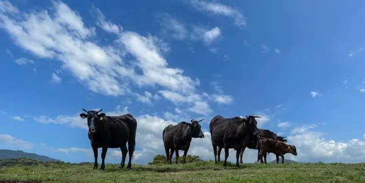 用心培育每塊頂級和牛肉品