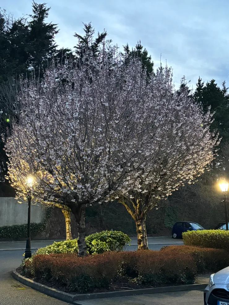 春回大陸，我們社區裡的櫻花也開了