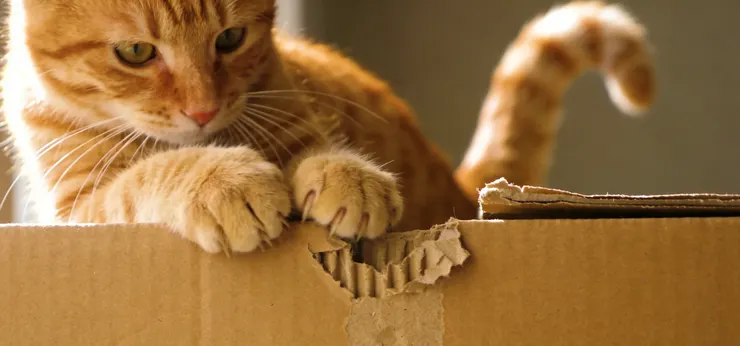 看著空蕩蕩的萬元貓窩和那個破紙箱，感到無比挫折：「這隻貓真是不識貨，浪費我的錢！」