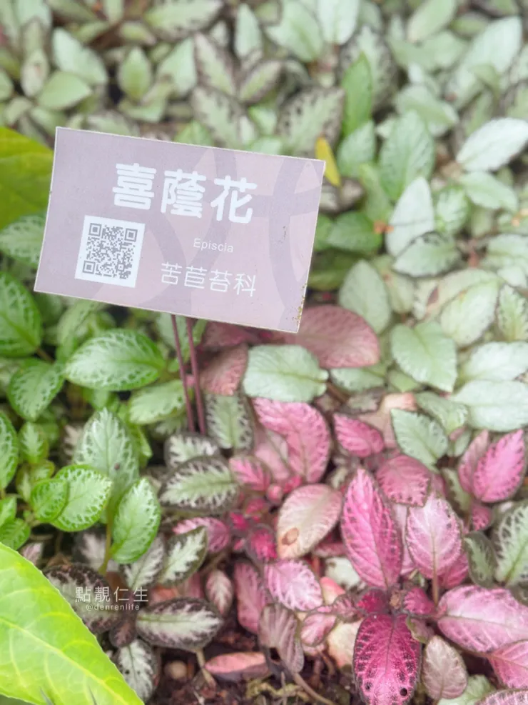 台北典藏植物園｜喜蔭花