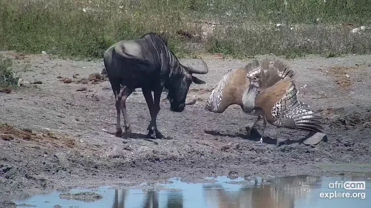 圖片來源：explore.org 官網 / 南非 Tau Waterhole