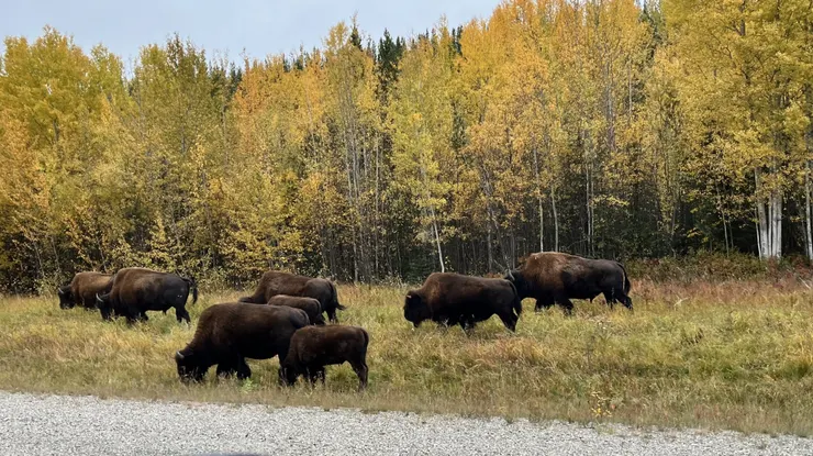 美洲野牛群，多起來是可以癱瘓交通的