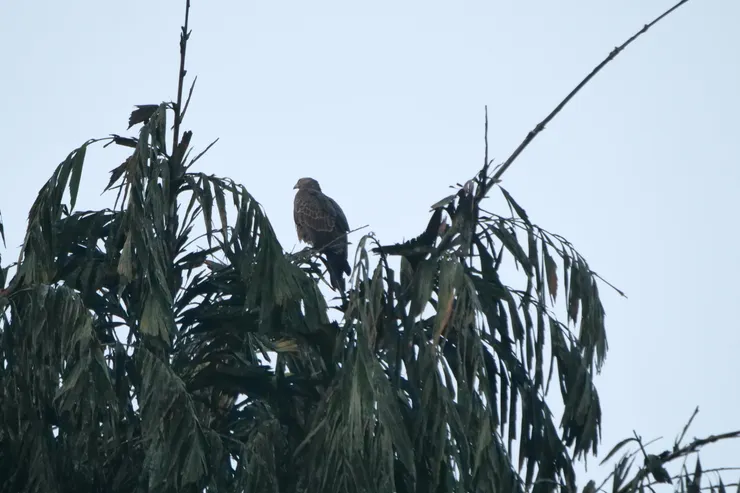 Oriental Honey Buzzard