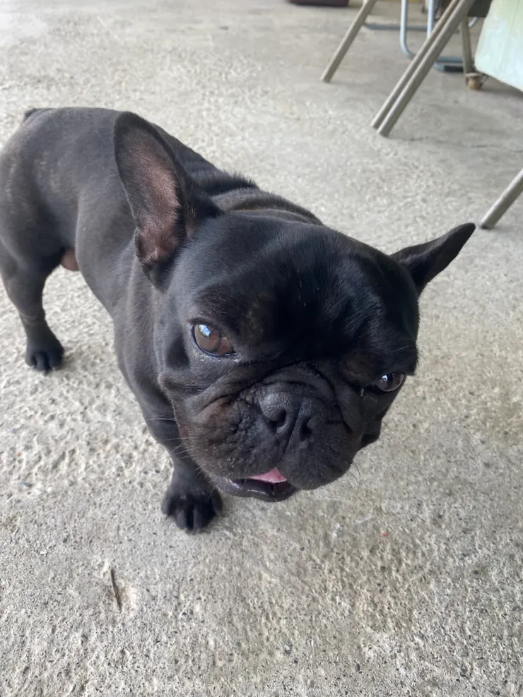 臉很臭欸😜但牠其實玩得很開心