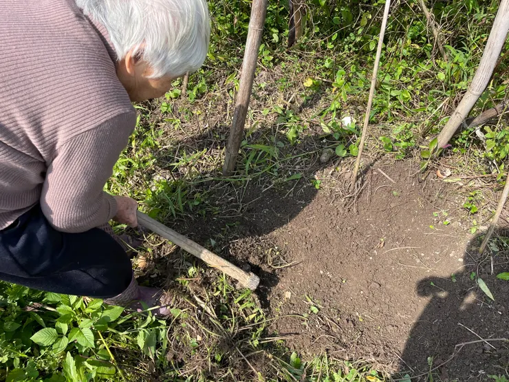 阿媽使用鋤頭把山藥旁邊的土撥開