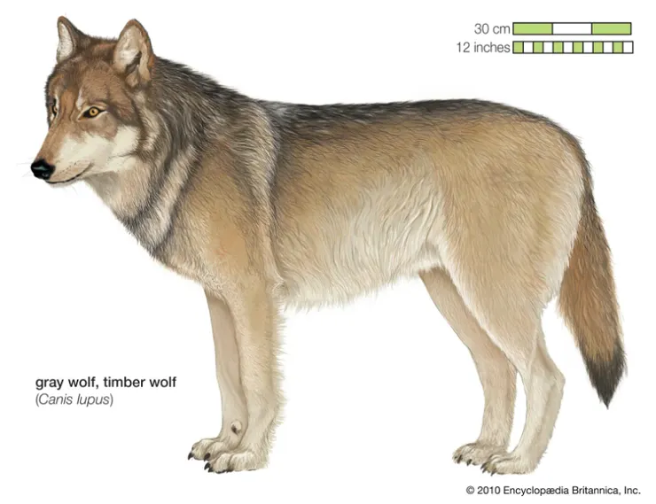 狼，圖片來源Britannica, Inc.