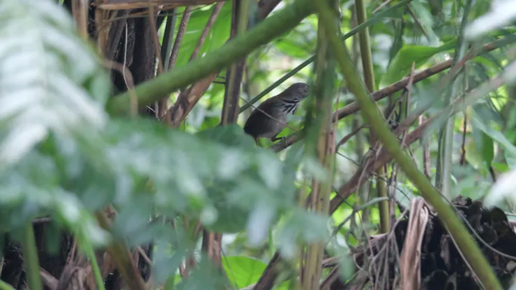 重要的嘴巴總被遮住