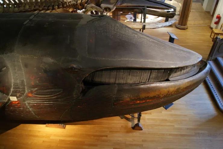 圖片來源：Naturhistoriska Museet at Slottsskogen 