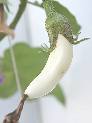 src