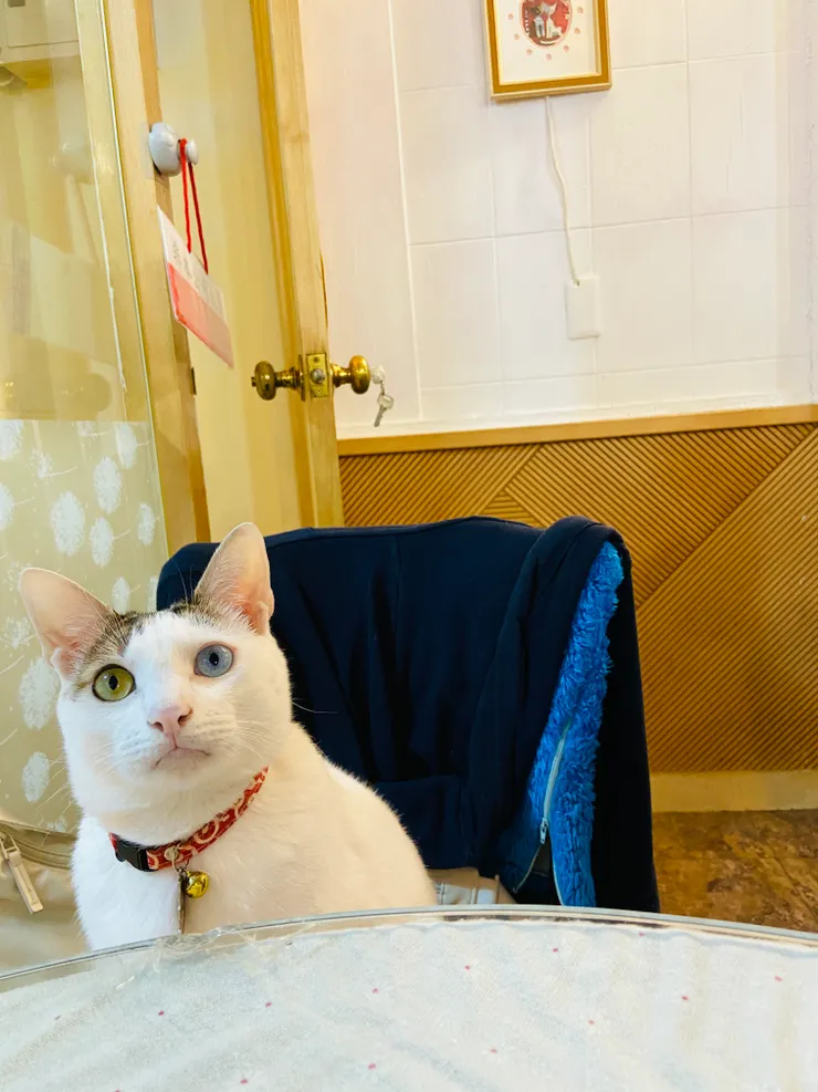 小貓花園｜包子超級可愛！