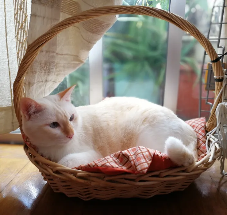 （永遠懷念我的愛貓～KrisMas）（圖文不配）