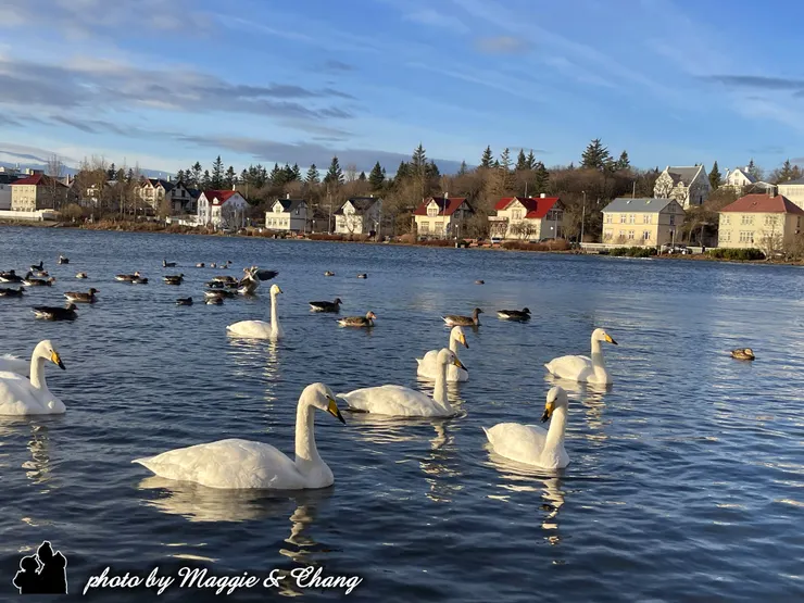 托寧湖上聚集了好多天鵝和鴨子,悠哉地在湖面上漂著,畫面超療癒。陽光灑下來的那一刻,整個湖水都亮了起來,好像也跟著放鬆了心情。 短暫停下腳步的午後,很簡單,卻很美好。
