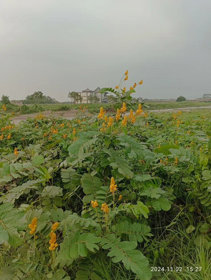 橋旁溪岸開一片翅莢決明，又名蠟燭花