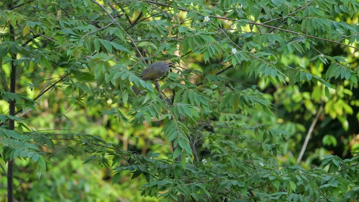 果不離口的吃貨子