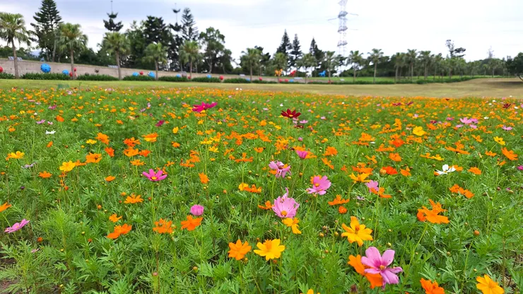 在第一片土地中，上一季的大波斯菊陪襯著這一季的硫華菊，形成另一種風格的花海