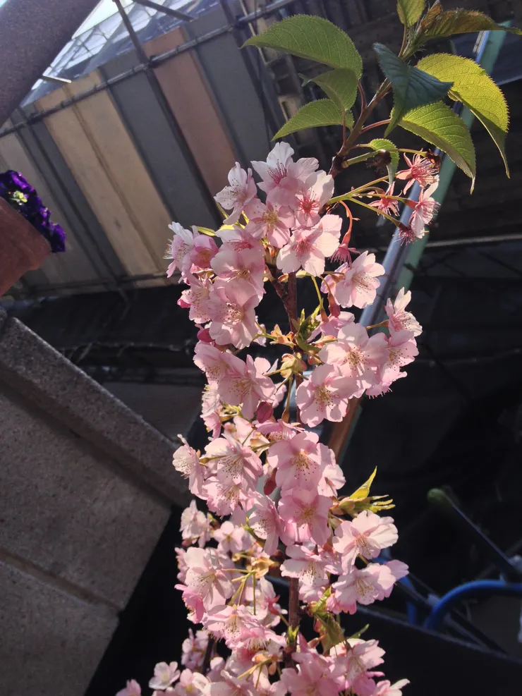 因為實在太美了忍不住多拍幾張