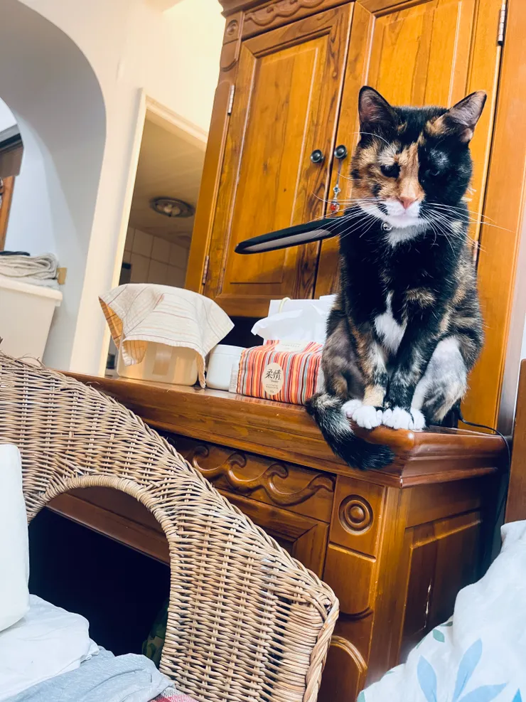 傲嬌貓女兒歐疼