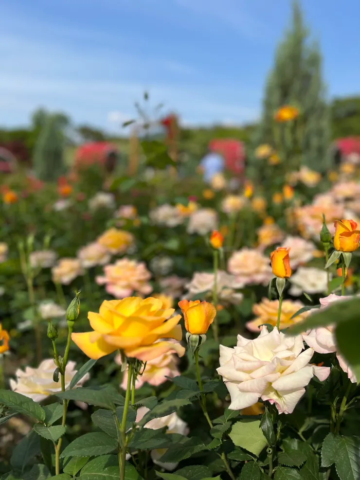 夕陽下的玫瑰花