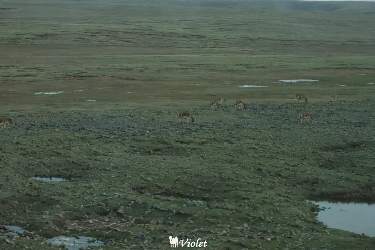 西藏 青藏列車 15:20 羌塘國家級自然保護區