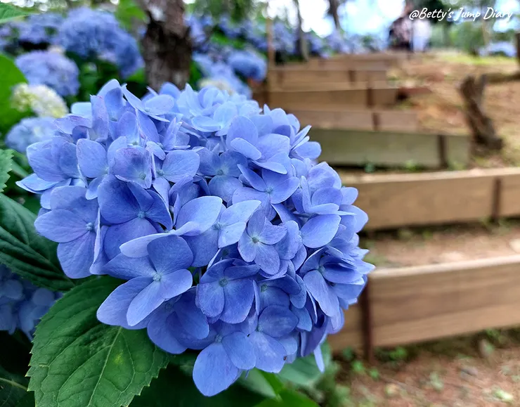 ▲桃園龍潭「穧粑崠咖啡農場」、「越軌咖啡」/ 圖片來源：Betty's Jump Diary