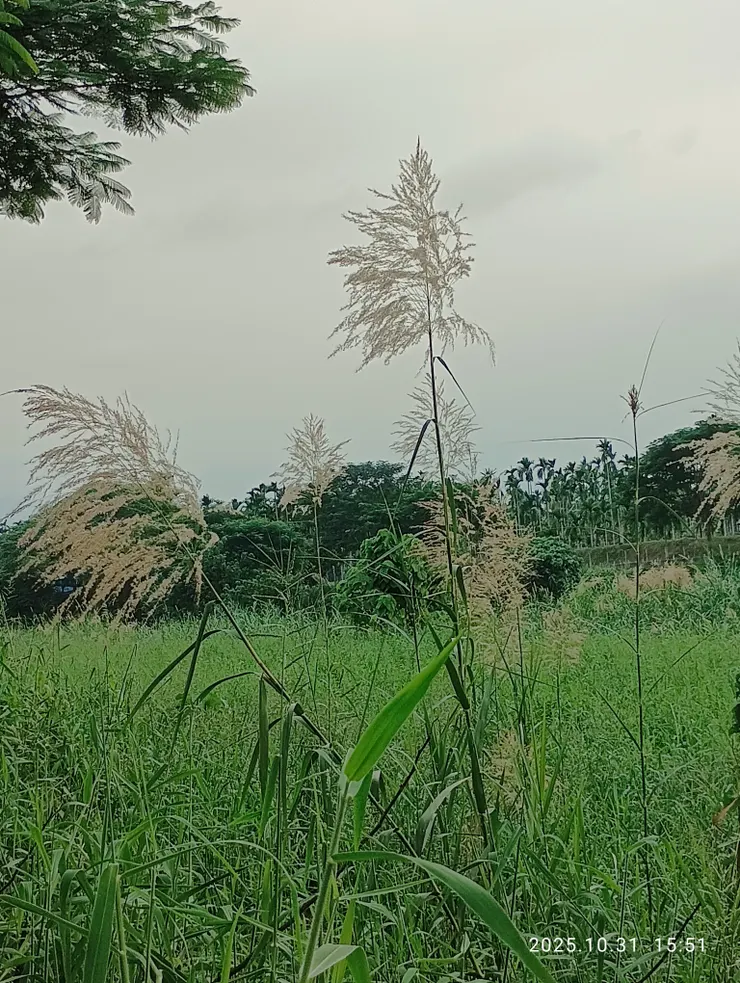 蘆花婀娜顏盡歡