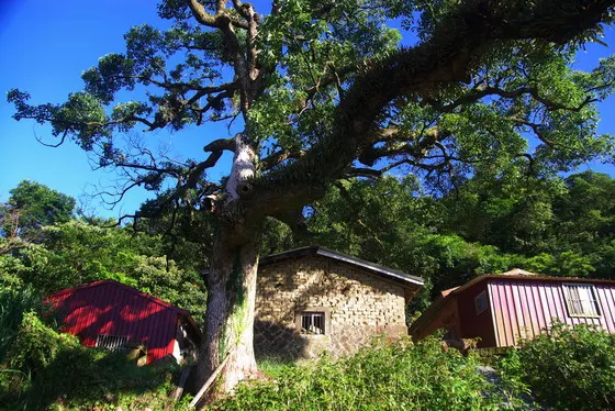 桂花古道（圖片來源：南港區公所）