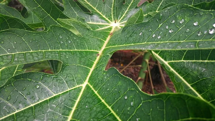 去年的木瓜樹，被今年的狂風暴雨吹倒了。