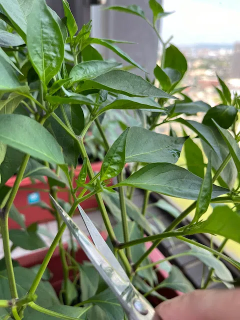 將新長出來的枝葉修剪掉