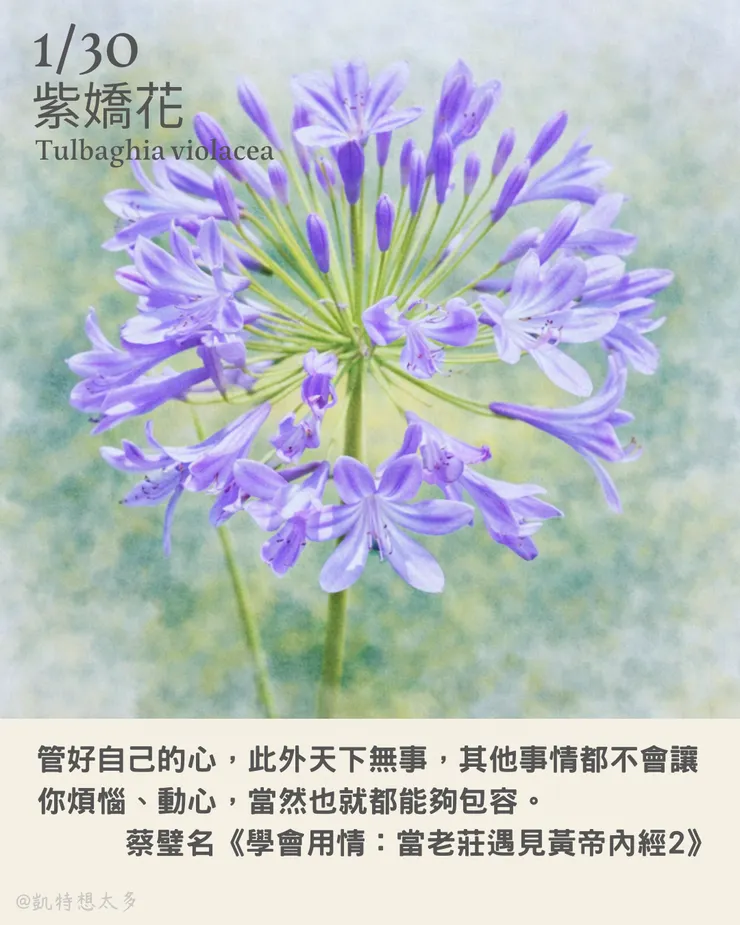 《一日一花・一句》｜1 月 30 日｜紫嬌花×蔡璧名《學會用情 ：當老莊遇見黃帝內經2》