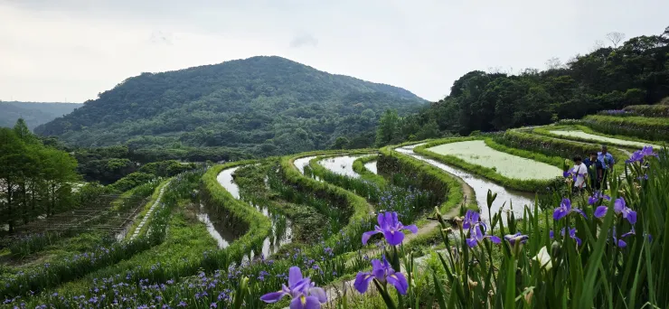 春日的嵩山梯田宛如抹茶千層蛋糕