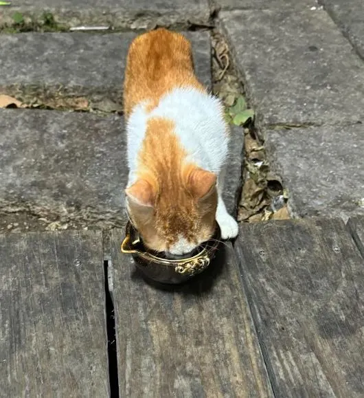 抱歉，碗拿太小，好險你臉夠瘦