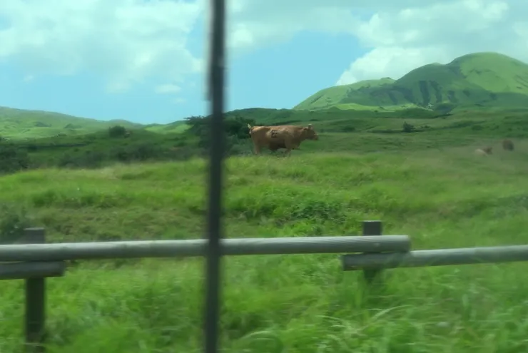 身上有數字的牛