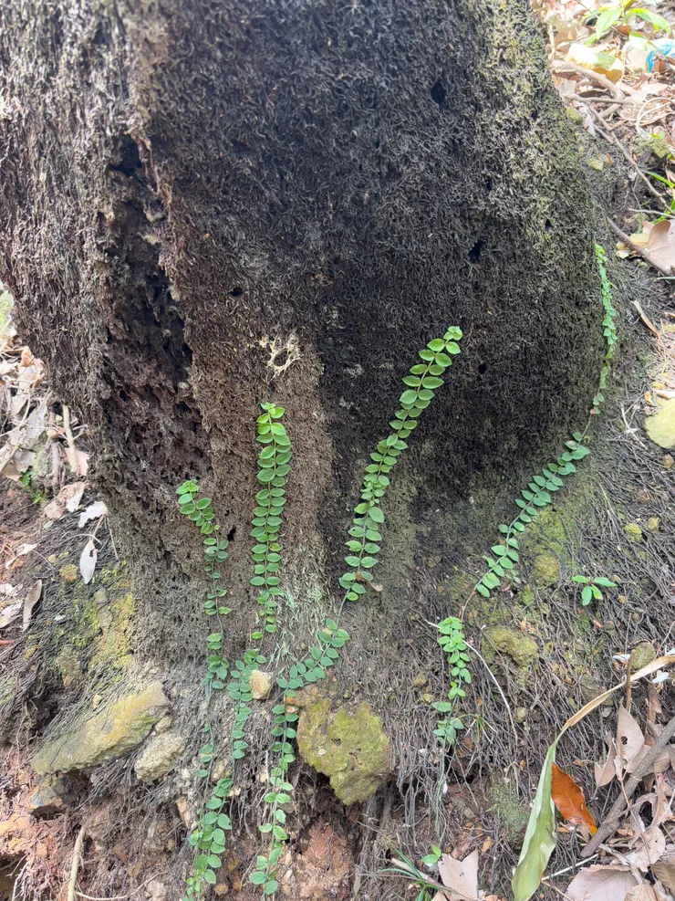 枯木未逝,藤蔓訴說春天的故事