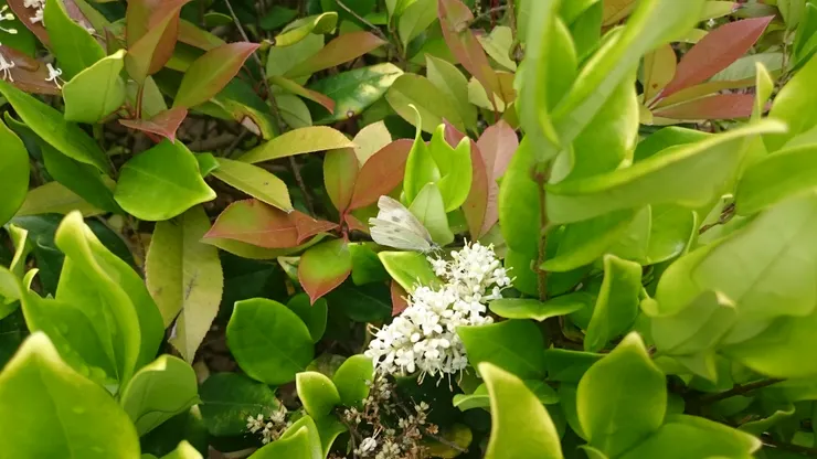 菜粉蝶自拍於大丰