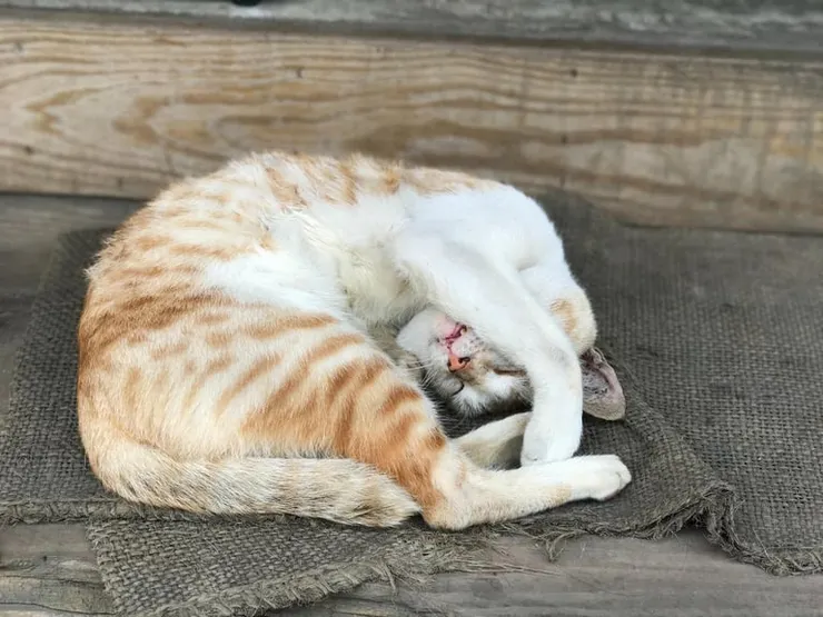 https://unsplash.com/photos/white-and-orange-short-fur-cat-lying-on-gray-wooden-floor-k7lSLvyCJsQ