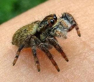 獵蛛 (根本就哈利波特中的八眼巨蛛-阿辣哥!)