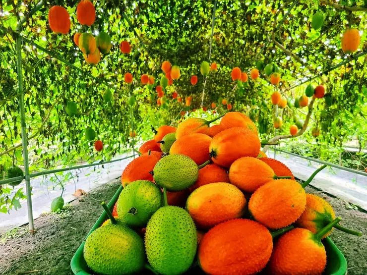 圖說:台東山林孕育出的木虌果檸檬飲,榮獲2023 iTQi風味大獎,夏日飲品和3C族的首選。(圖/聖果蜜多)