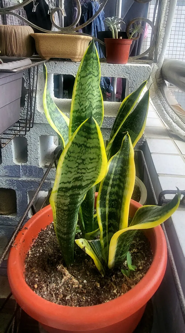 金邊虎尾蘭(李建崑攝影)