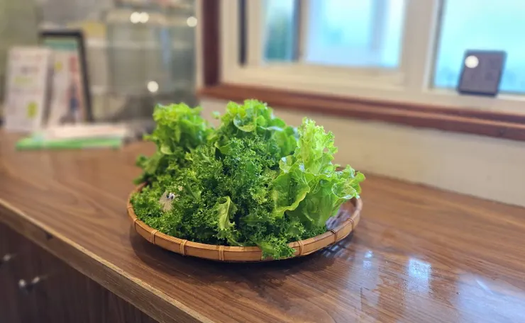 一盤剛採收的福山萵苣與綠火焰萵苣